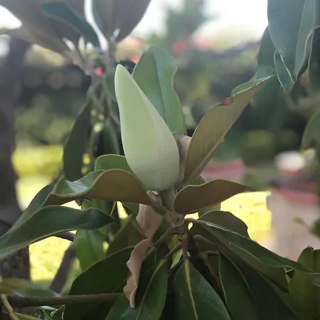 بيت للعطل Le Tre Palme