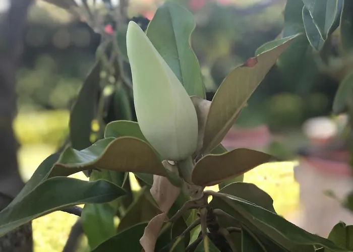 Дом отдыха Le Tre Palme
